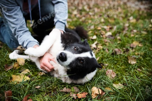 Vista previa: A man scratches a dog's belly. The dog lies on the autumn lawn with a contented look.