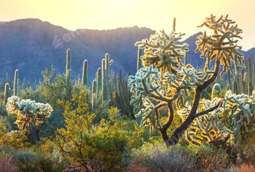 Preview: Cactus
