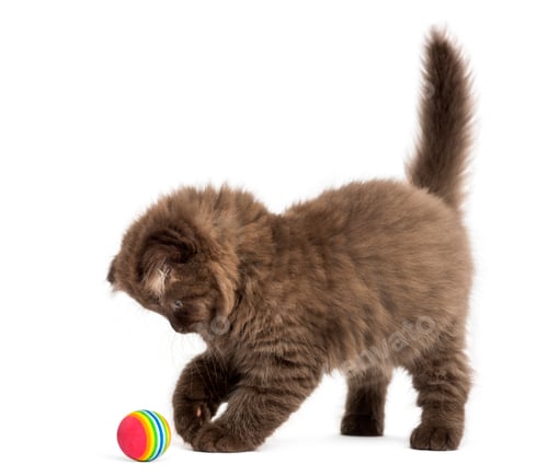 Preview: Highland fold kitten standing, playing with a ball, isolated on white