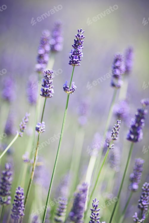 Preview: Close up of a purple lavender plant.