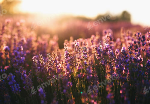 Lavender Field Bathed in Golden Sunlight at Dusk