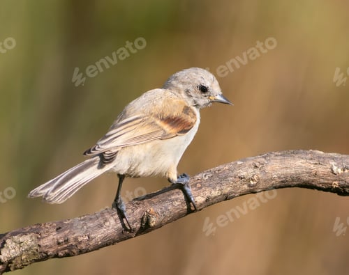 Preview: Eurasian penduline tit, remiz pendulinus. A young bird sitting on a branch on a beautiful background