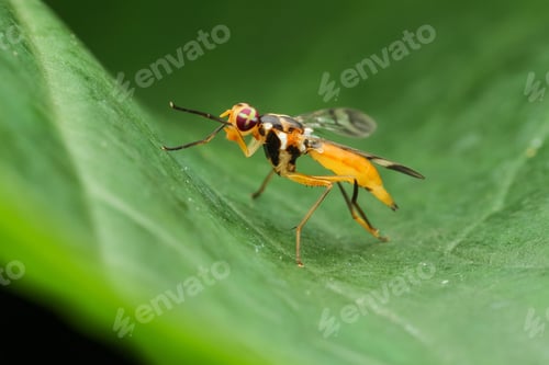 Preview: an insect on a leaf