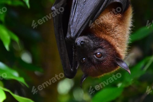 Preview: Lesser flying fox bat perched upside down on a tree branch in a lush forest