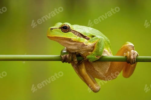 Preview: Struggling european tree frog holding on grass blade in wetland