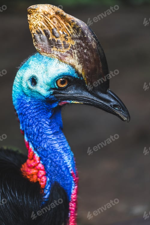 Preview: The northern cassowary (Casuarius unappendiculatus) also known as the one-wattled cassowary