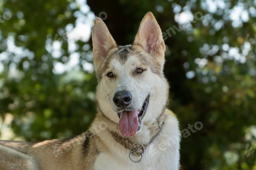 Preview: Siberian Husky dog sitting on the ground outdoors