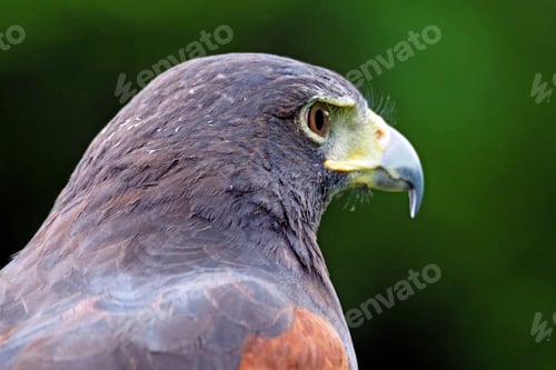 Preview: a hawk is close up with green leaves in the background
