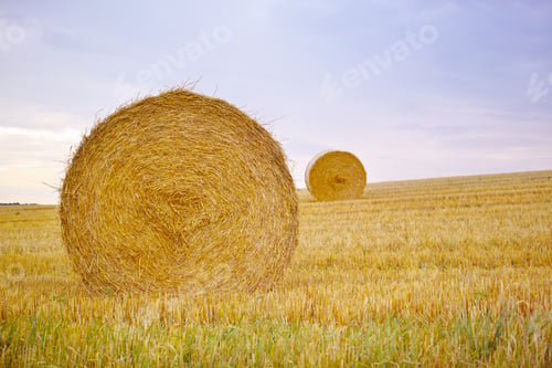 Preview: Harvest