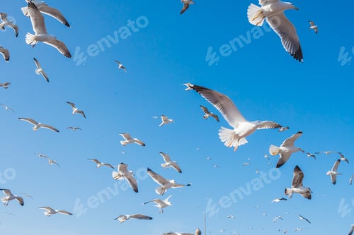 Preview: Sea gulls flying in blue sky