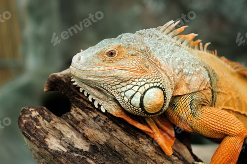 Preview: Iguana