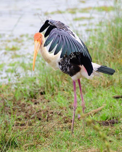 Preview: Painted stork spread wings and showing a Kung Fu like pose for the camera.