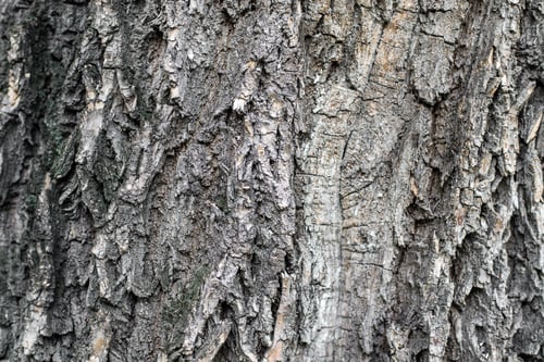 Preview: The bark of a tree close up