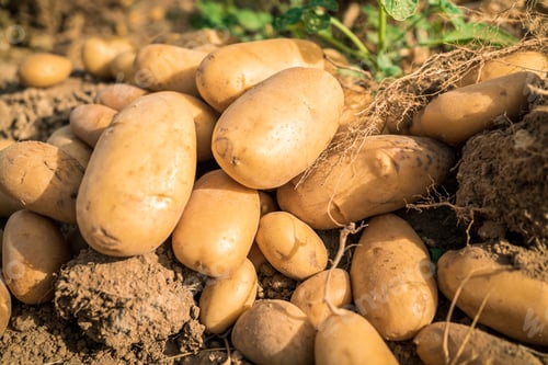 Preview: Heap of fresh organic potato harvest in fields. Sprouted potato tuber plantation