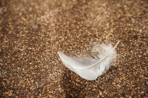 Preview: Close-up image of a white feather on a textured cork surface