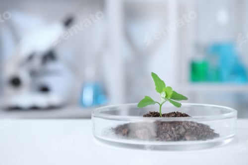 Preview: Green plant in Petri dish on table in laboratory. Biological chemistry