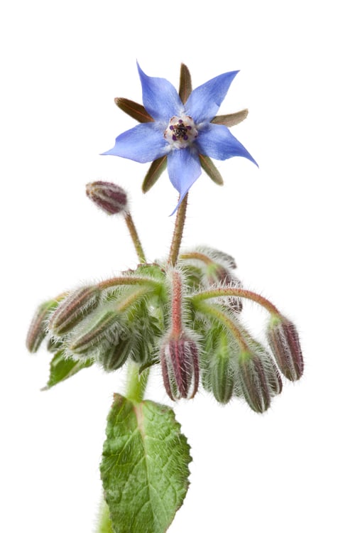 Preview: Flowering Borage and buds