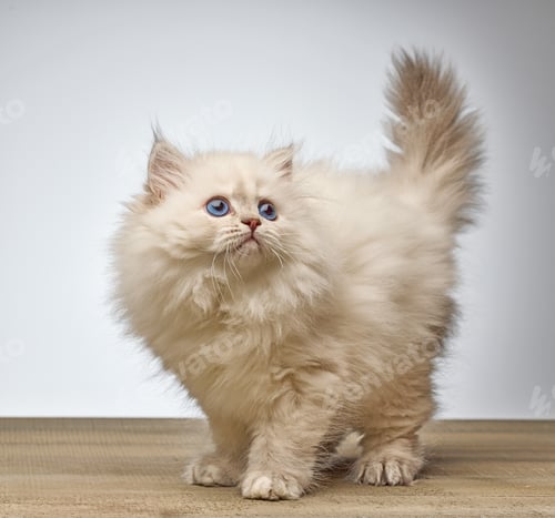 Preview: White Siberian colorpoint kitten Neva Masquerade with blue eyes on wooden floor