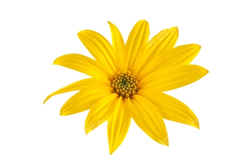 Preview: Topinambur yellow flower Jerusalem artichoke one flowerhead with yellow petals on white background