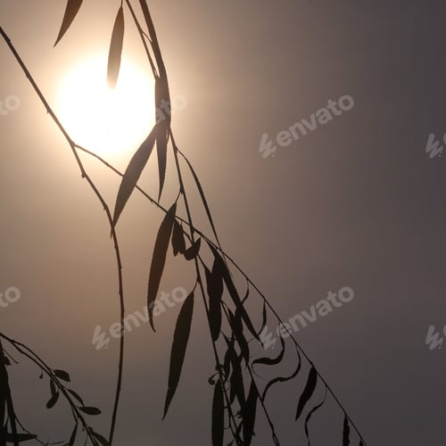 Preview: Setting Sun Framed By Willow Leaves - Photograph Of A Hazy Setting Sun Framed By Two Willow