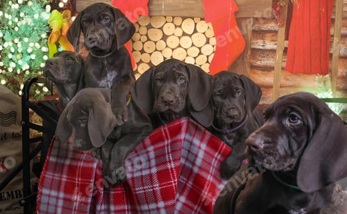 Preview: Adorable dogs wearing cozy plaid blankets sit on a charming bench