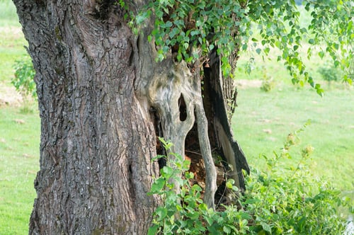 Preview: Old tree with hollow trunk and leaves in summer