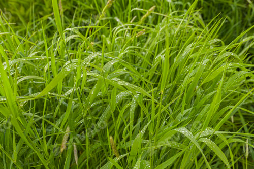 Preview: agriculture, wheat field, young wheat