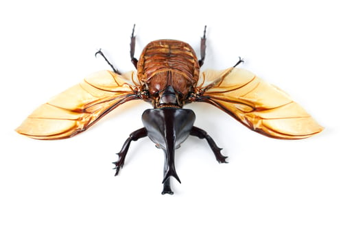 Preview: Creepy, crawly and it flies