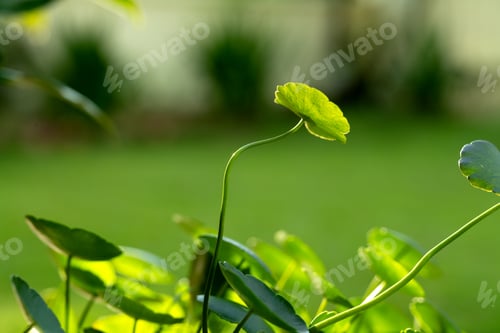 Preview: Close-up leaf with blur background