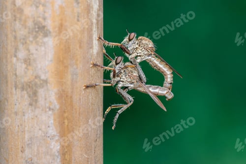 Preview: mating insect