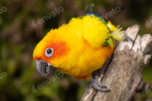 Preview: close up shot of sun parakeet (Aratinga solstitialis)