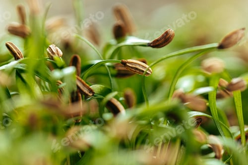 Preview: Close-up of young green sprouts of micro greens