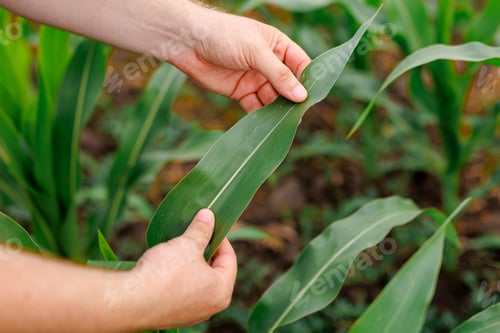 Preview: Farmer hand examining corn plant in field. Agricultural activity at cultivated land.,agronomist i