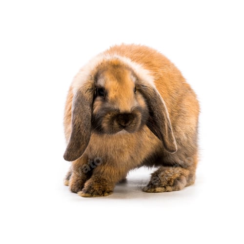 Preview: Rabbit