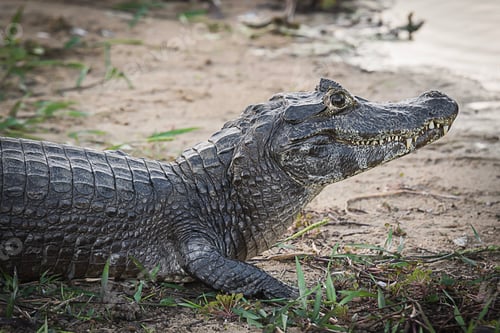 Preview: Yacare caiman