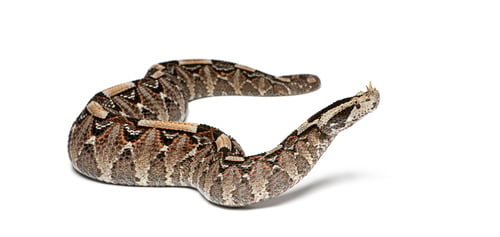 Preview: Gaboon viper crawling on white background