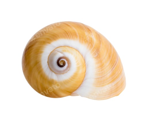 Preview: Close up Marine sea shell isolated 4