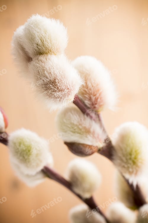 Preview: Catkins.