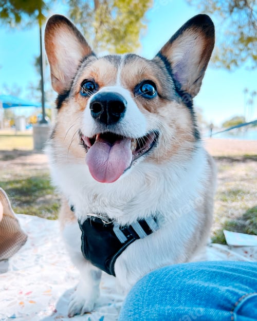 Preview: Pawsitively Picnicking: Corgi's Delightful Contribution