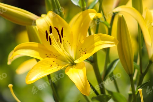 Preview: Bright yellow lily growing in garden.