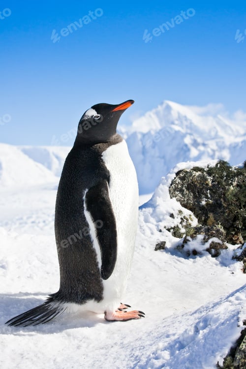Preview: penguin on the rocks