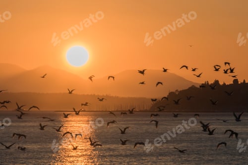 Preview: Birds at sunset over sea