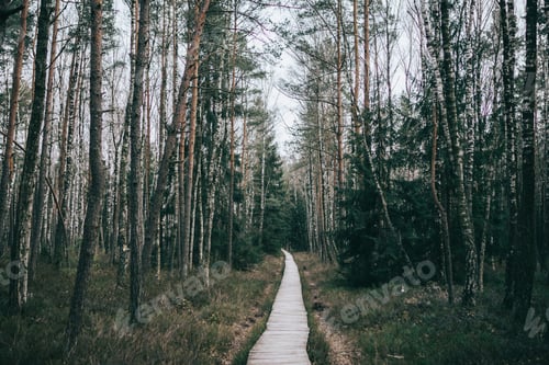 Preview: A trail through the forest