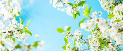 Preview: branches of blossoming cherry