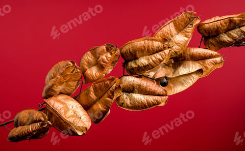 Preview: Koelreuteria paniculata or goldenrain tree on a red background