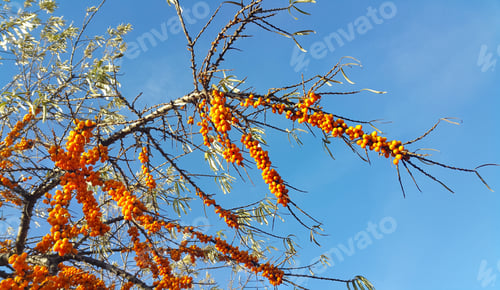 Preview: Sea buckthorn branch with ripe berries against the blue sky