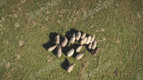 Preview: Top down aerial of sheeps eating grass at mountain valley. Farm animal. Nature landscape at autumn