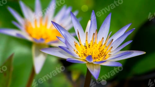 Preview: Water Lily, Tropical Rainforest, Costa Rica
