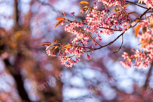 Preview: Closeup of Wild Himalayan Cherry (Prunus cerasoides) or thai sakura flower
