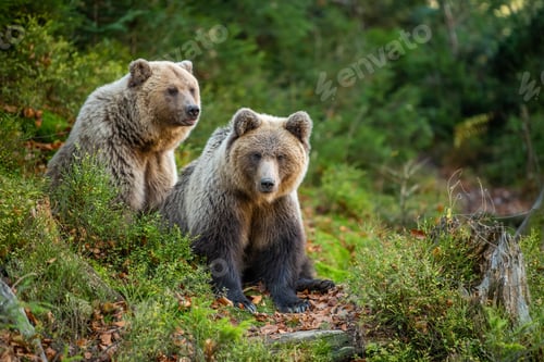 Preview: Brown bear in autumn forest